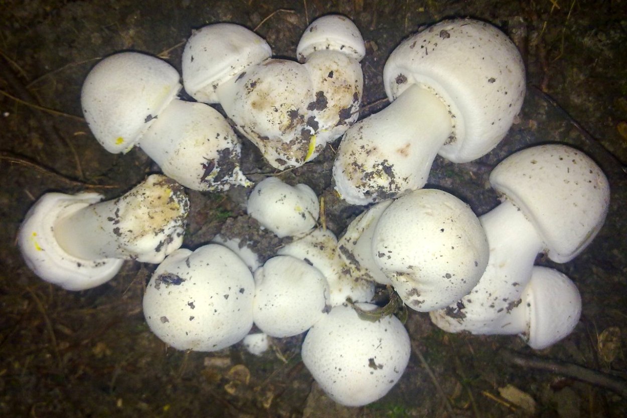 Шампиньон Луговой Agaricus Campestris