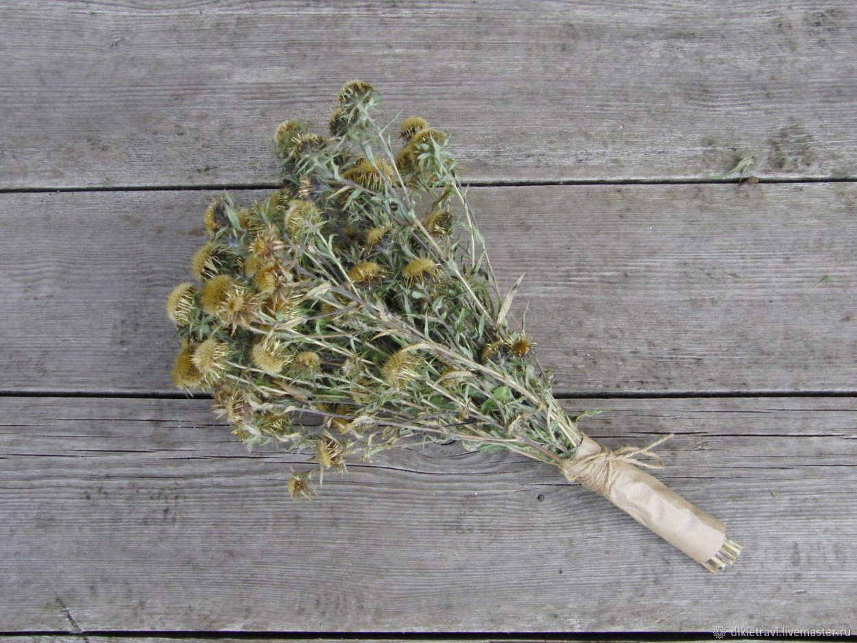 Синеголовник морской