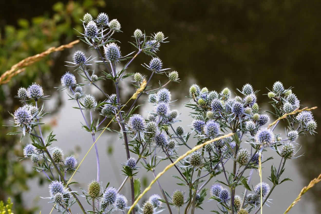 Синеголовник плосколистный Eryngium Planum