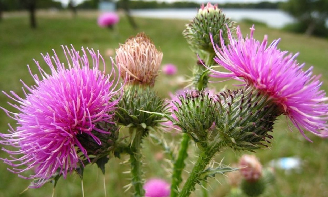 Чертополох мелкоголовчатый