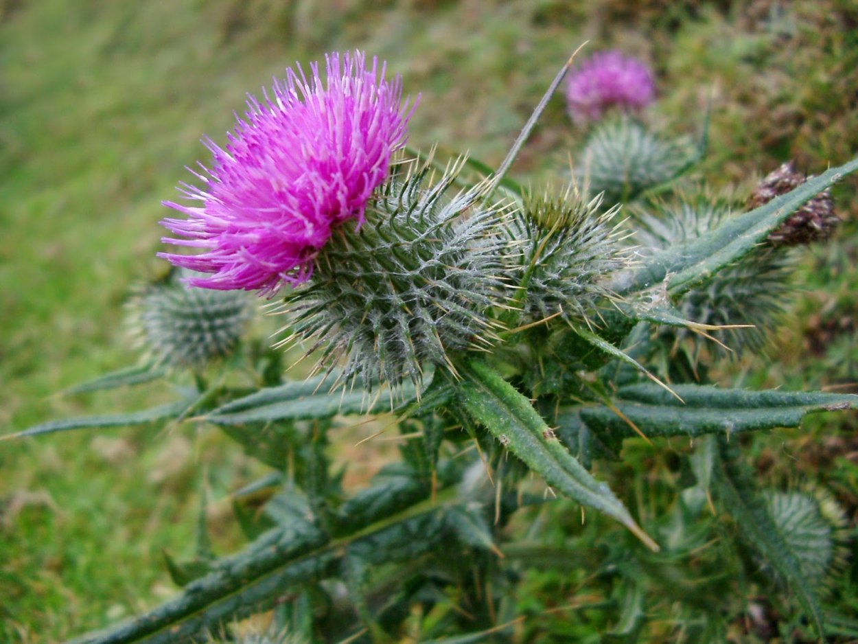 Расторопша пятнистая (Silybum Marianum)