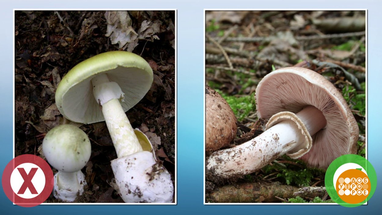 Шампиньон Эссета