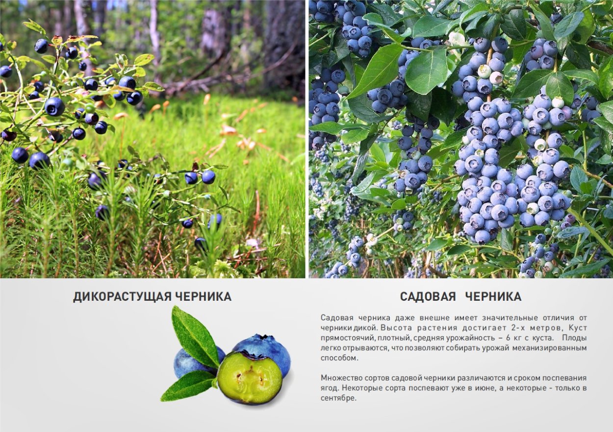 Черника Садовая в разрезе