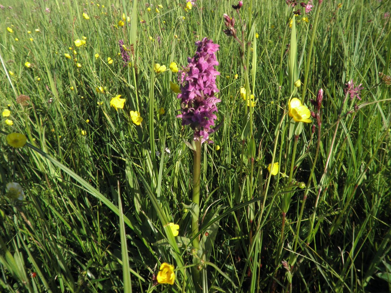 Травянистые растения Луга