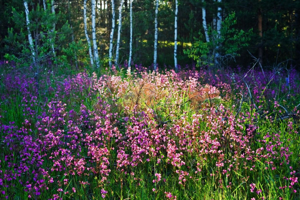 Травы Ленобласти колосящиеся