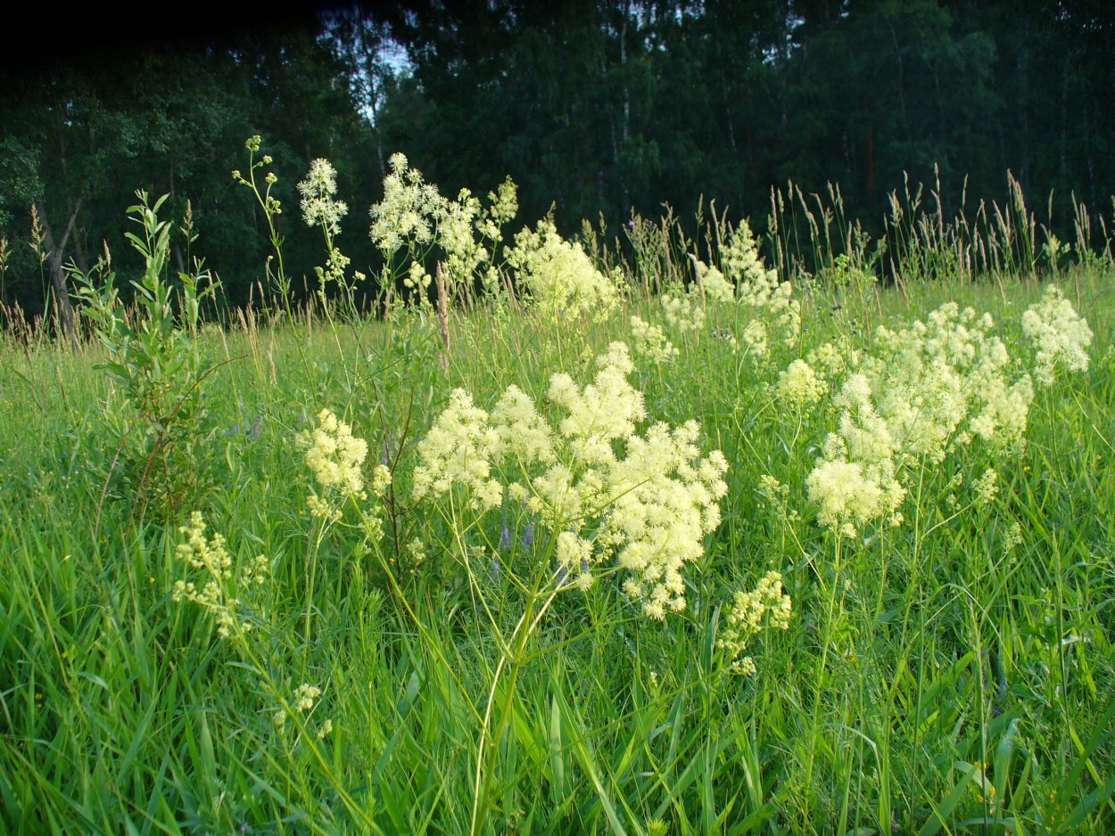 Василистник Луговой