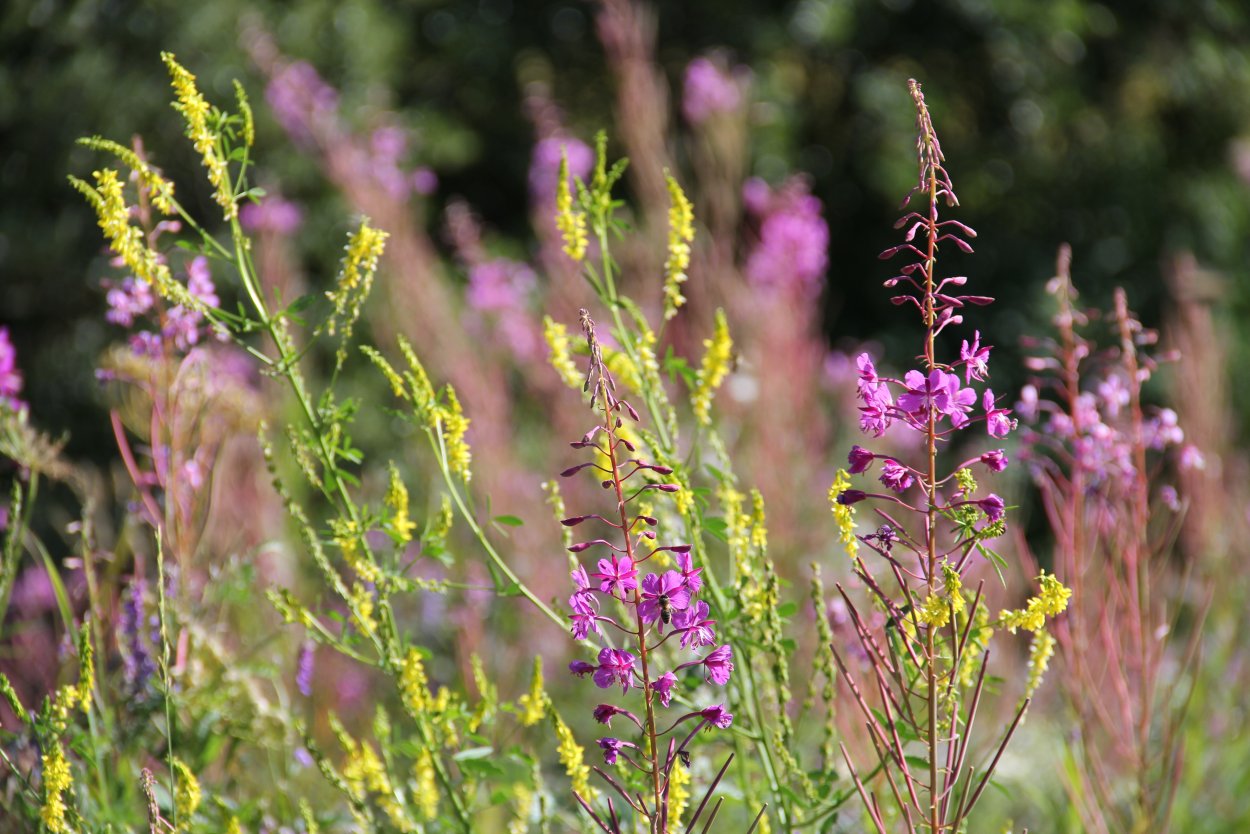 Дикие травы