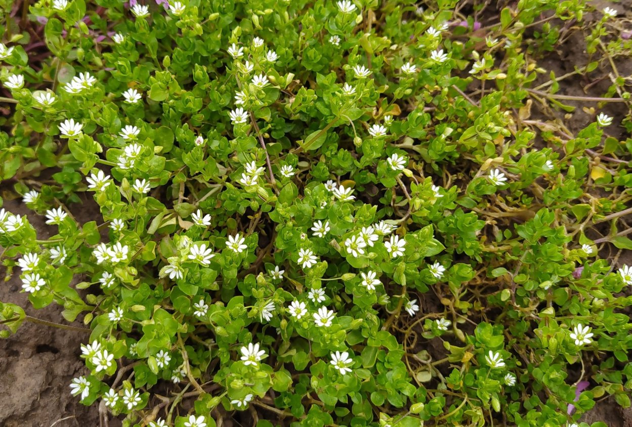 Трава мокрица мокрица