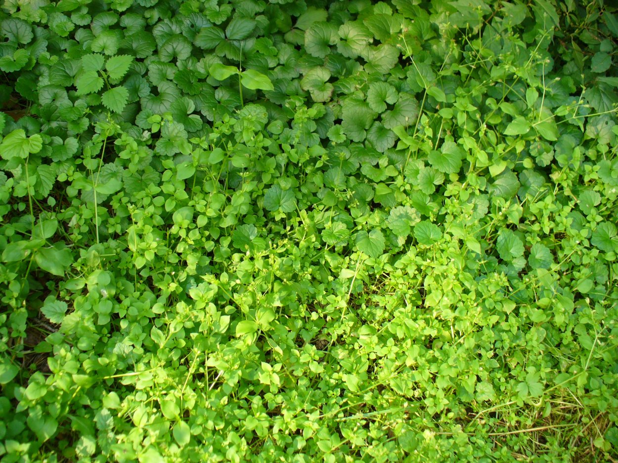 Мокрица зеленая