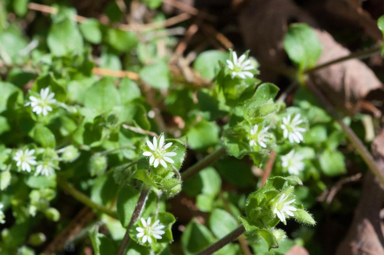 Семена мокрицы