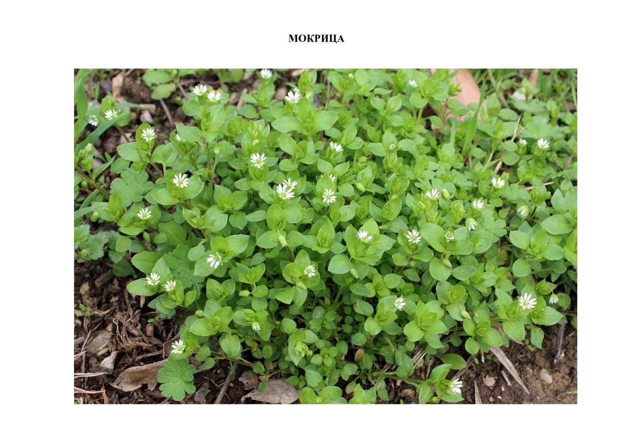 Мокрица трава