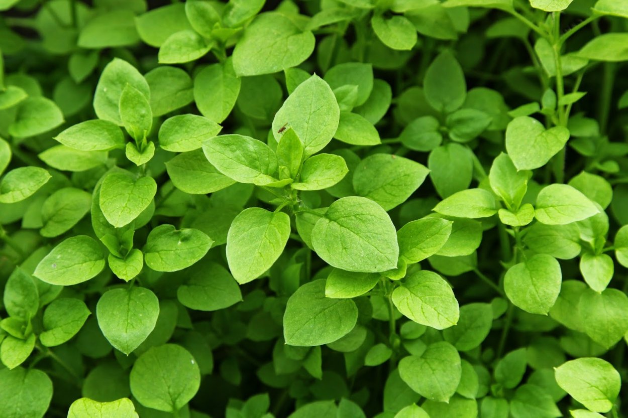 Беловодье трава звездчатка средняя (мокрица) 25 г