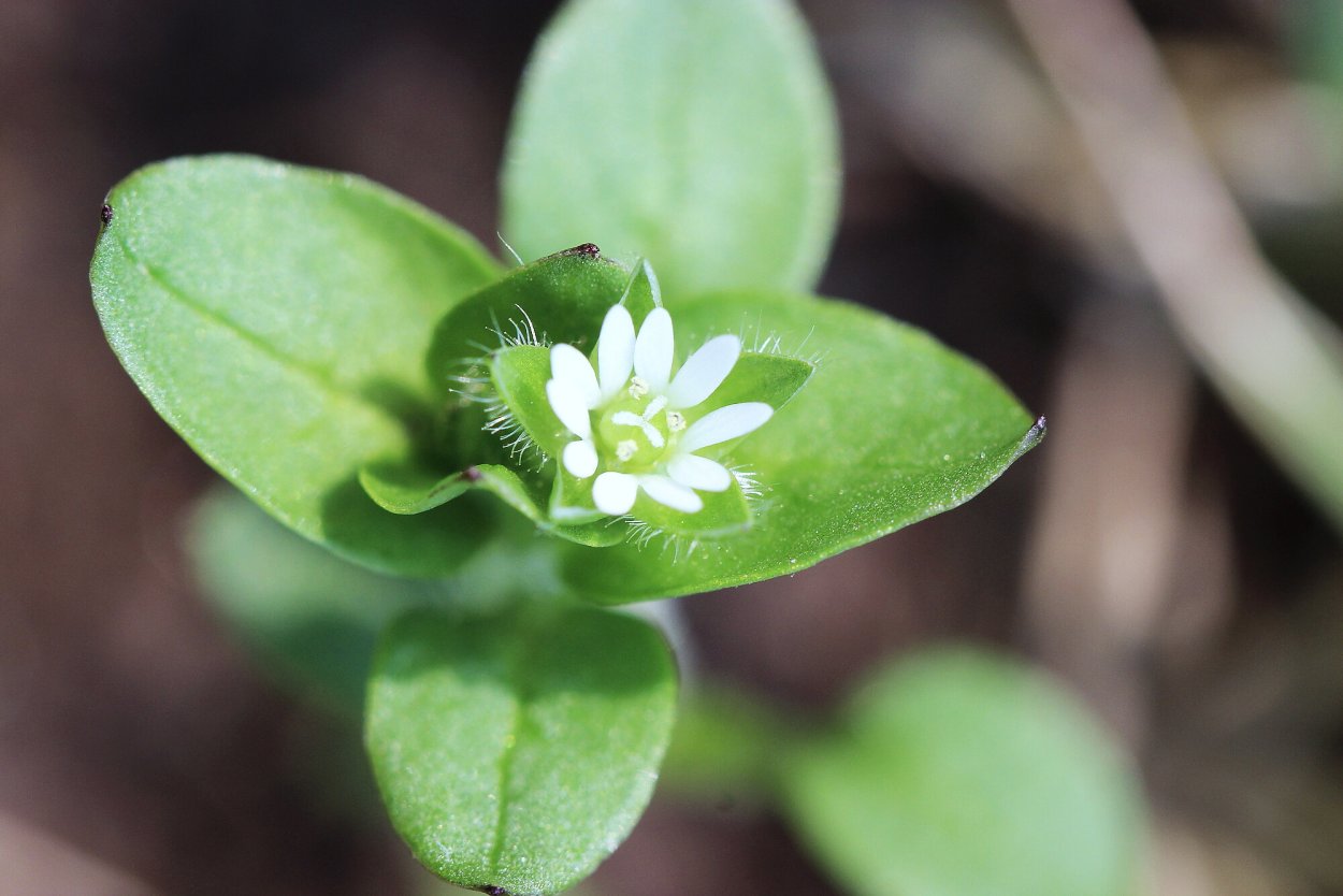 Сорняк звездчатка Вероника мокрица