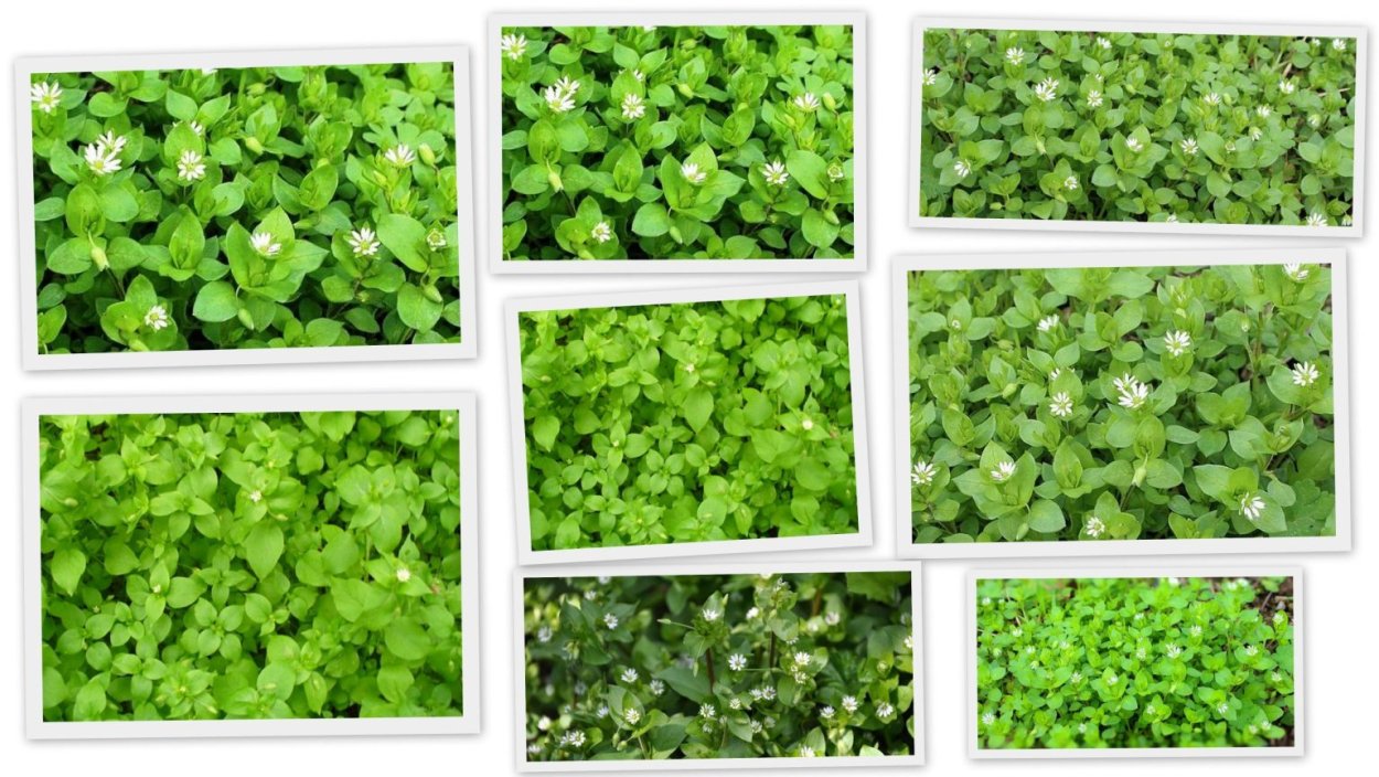 Мокрица Сибирская