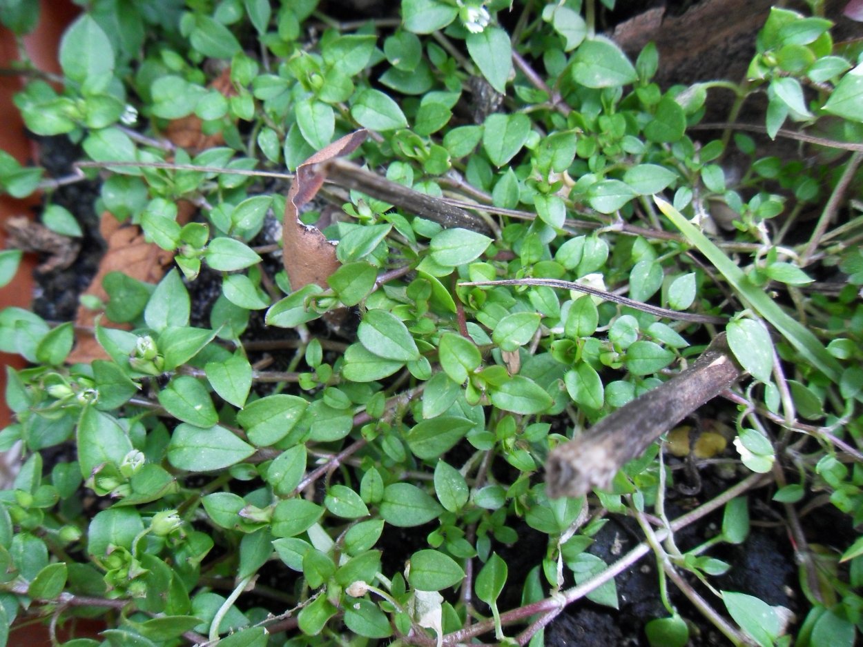 Мокрица сорняк огородный