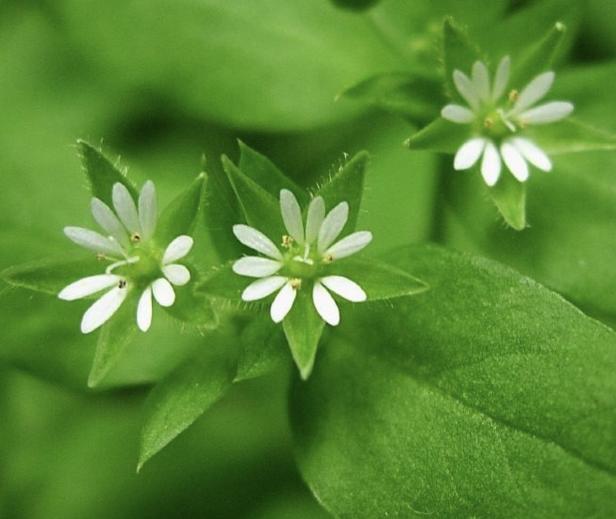 Мокрица трава съедобная