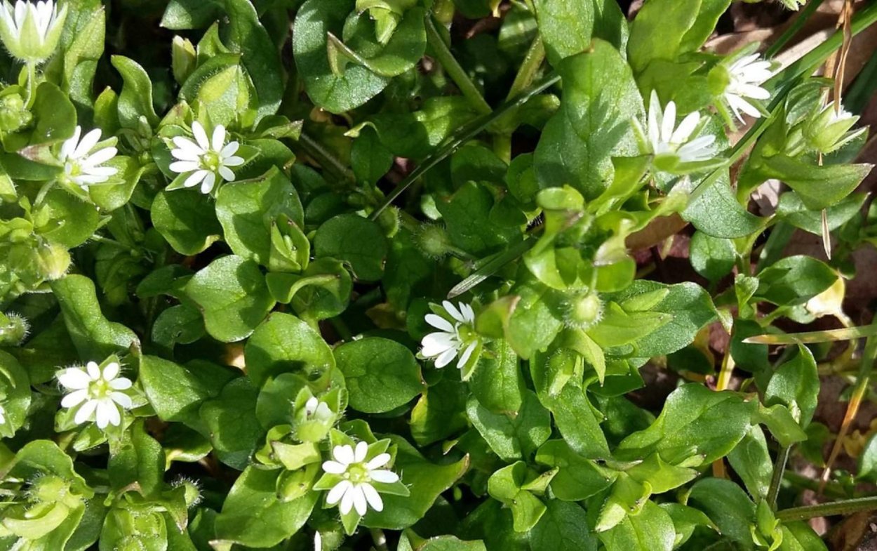 Ползучая трава звездчатка