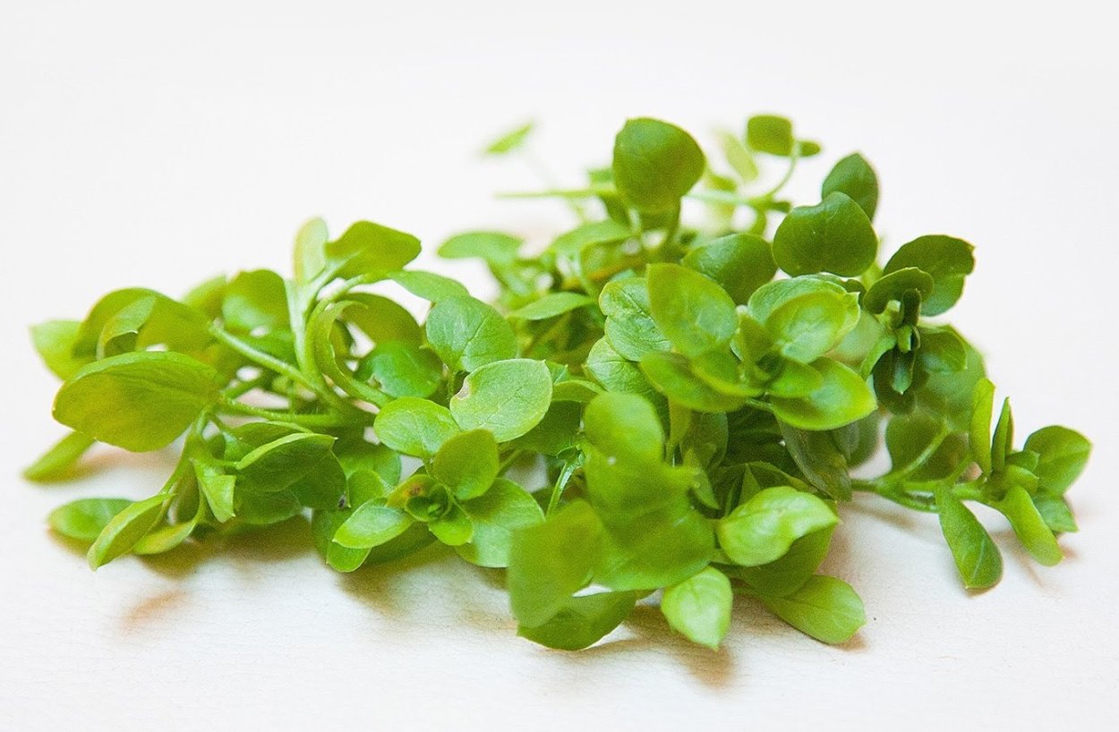 Звездчатка обыкновенная