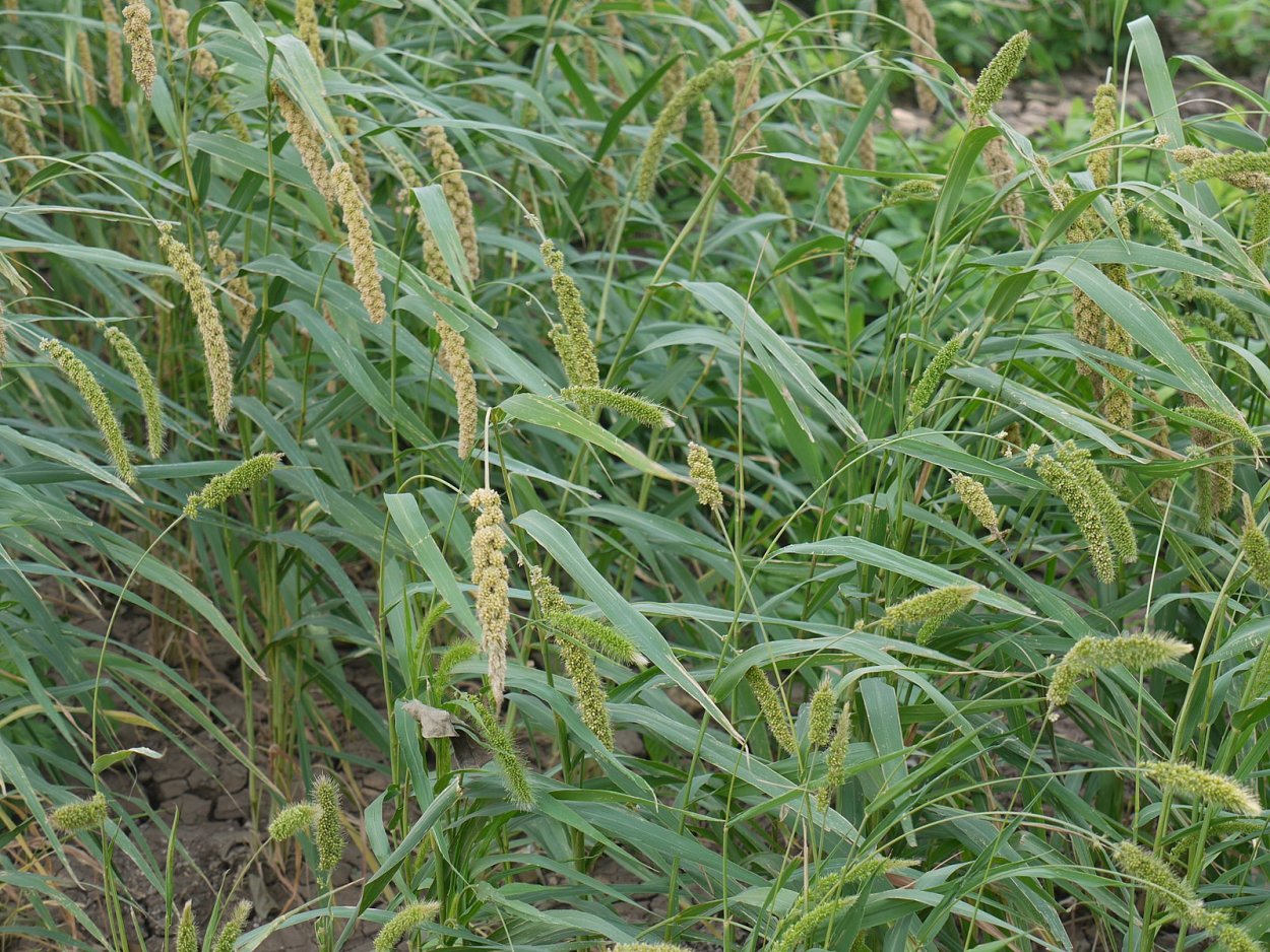 Злаки (Poaceae)