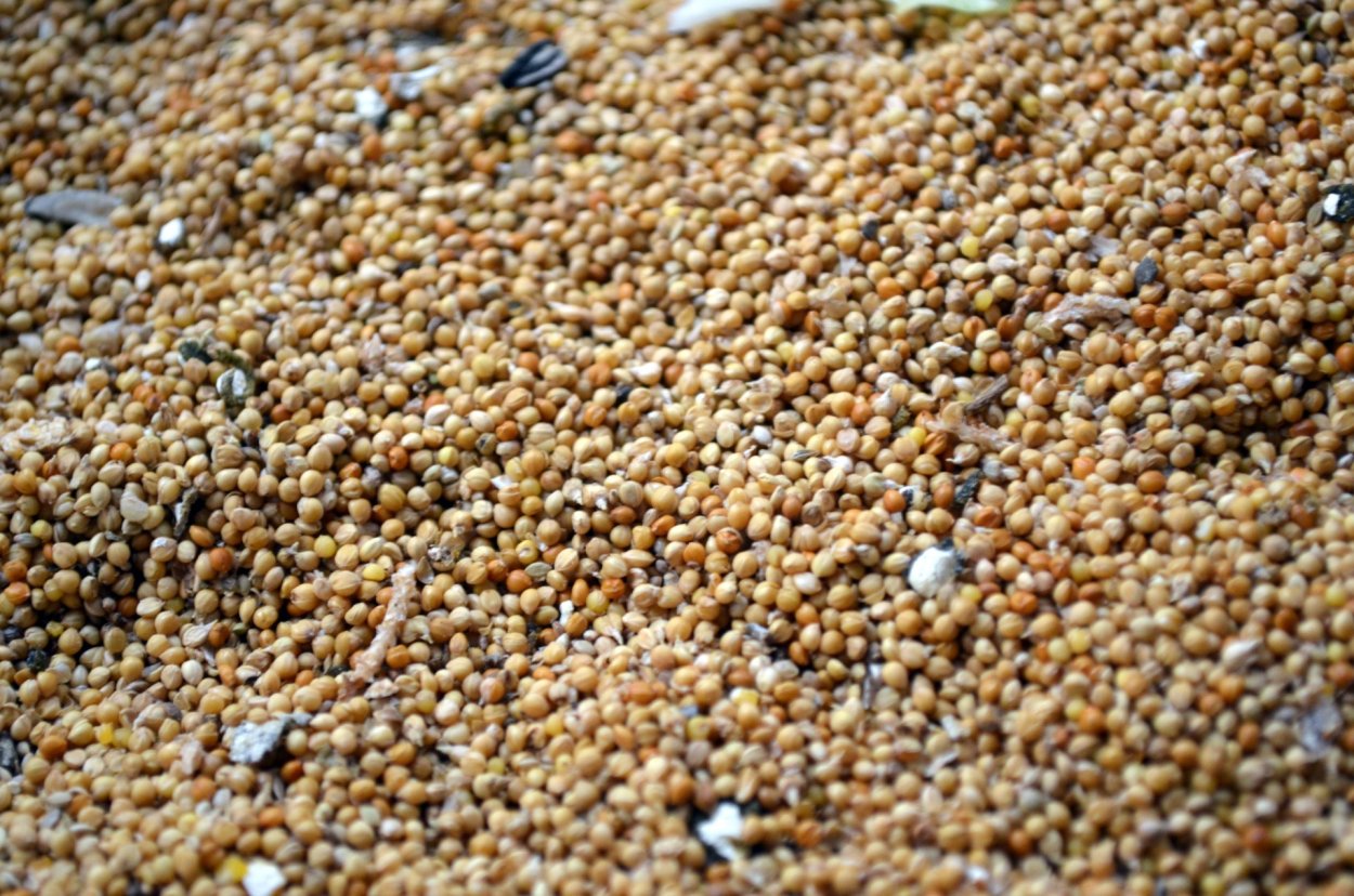 Щетинник зеленый, мышей зеленый.