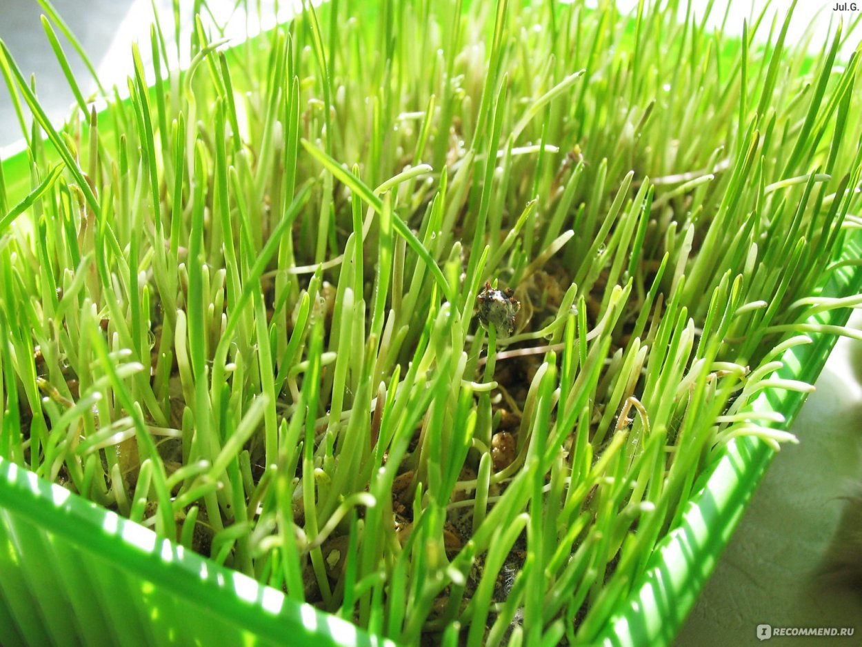 Тростник обыкновенный phragmites Australis