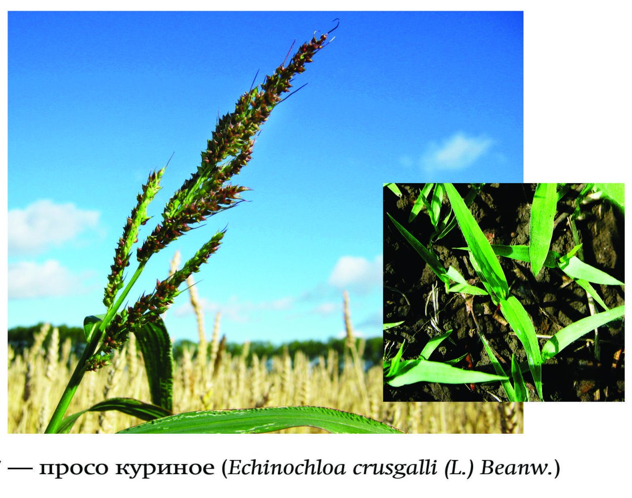 Гребенник обыкновенный