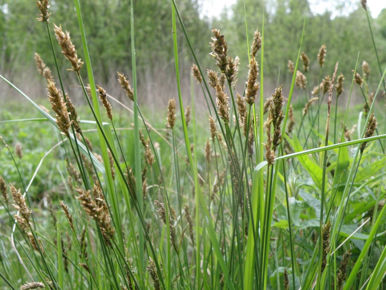 Плоскуха сорняк