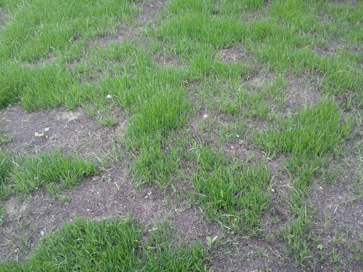 Трава овсяница Луговая