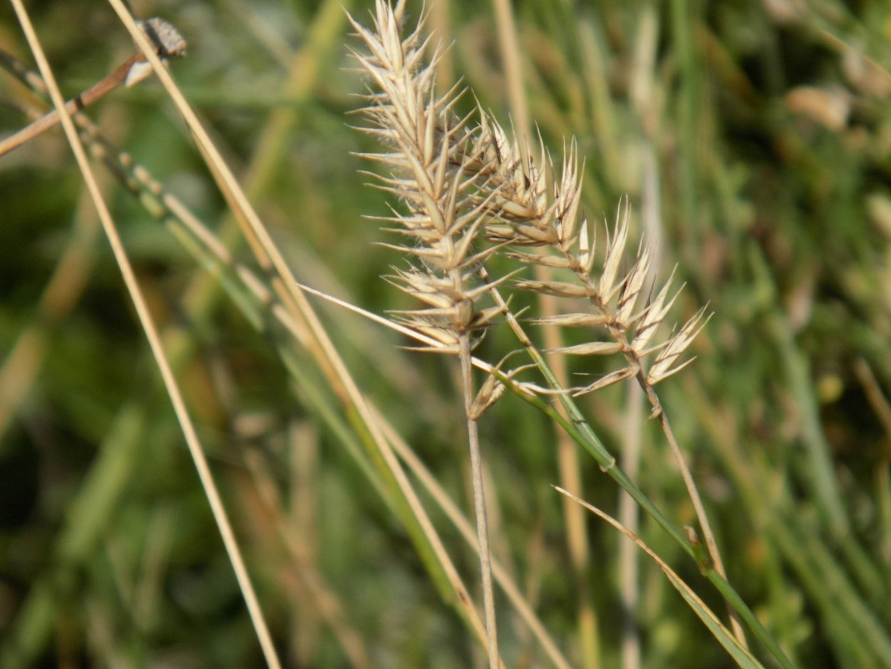 Мятлик Луговой POA pratensis l.