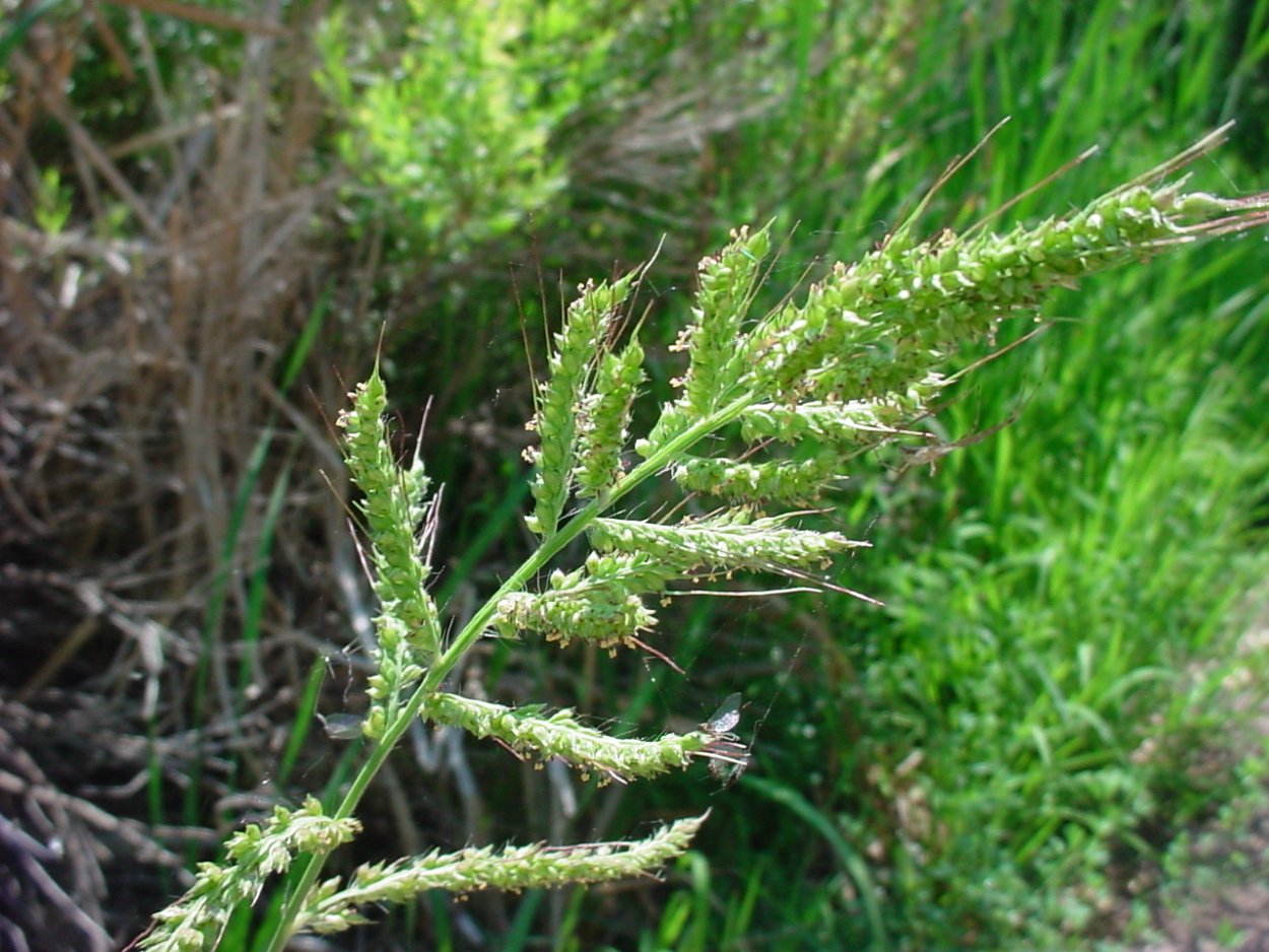 Чумиза (Setaria Italica)
