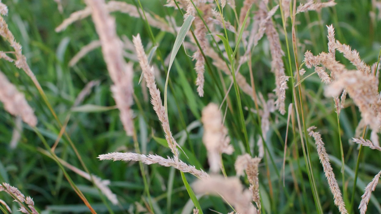 Грибы растущие на полях