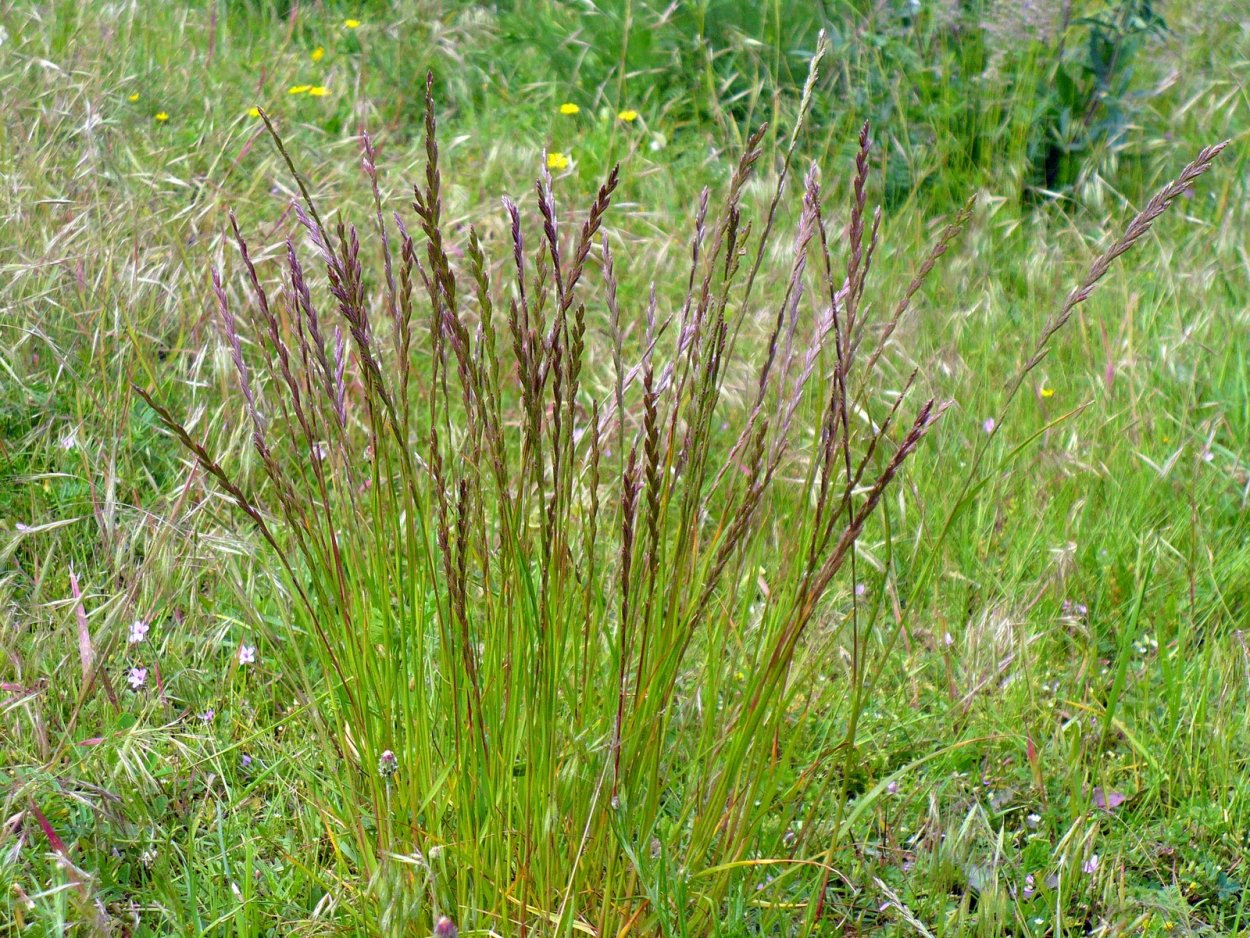 Пырей Свинорой