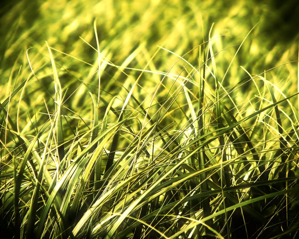 Желтая трава