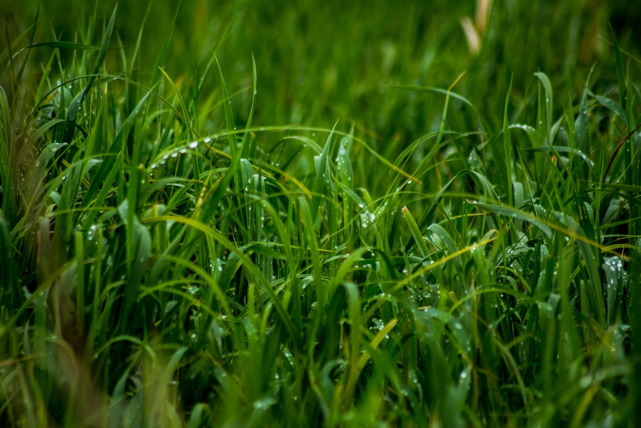Декоративная зеленая трава