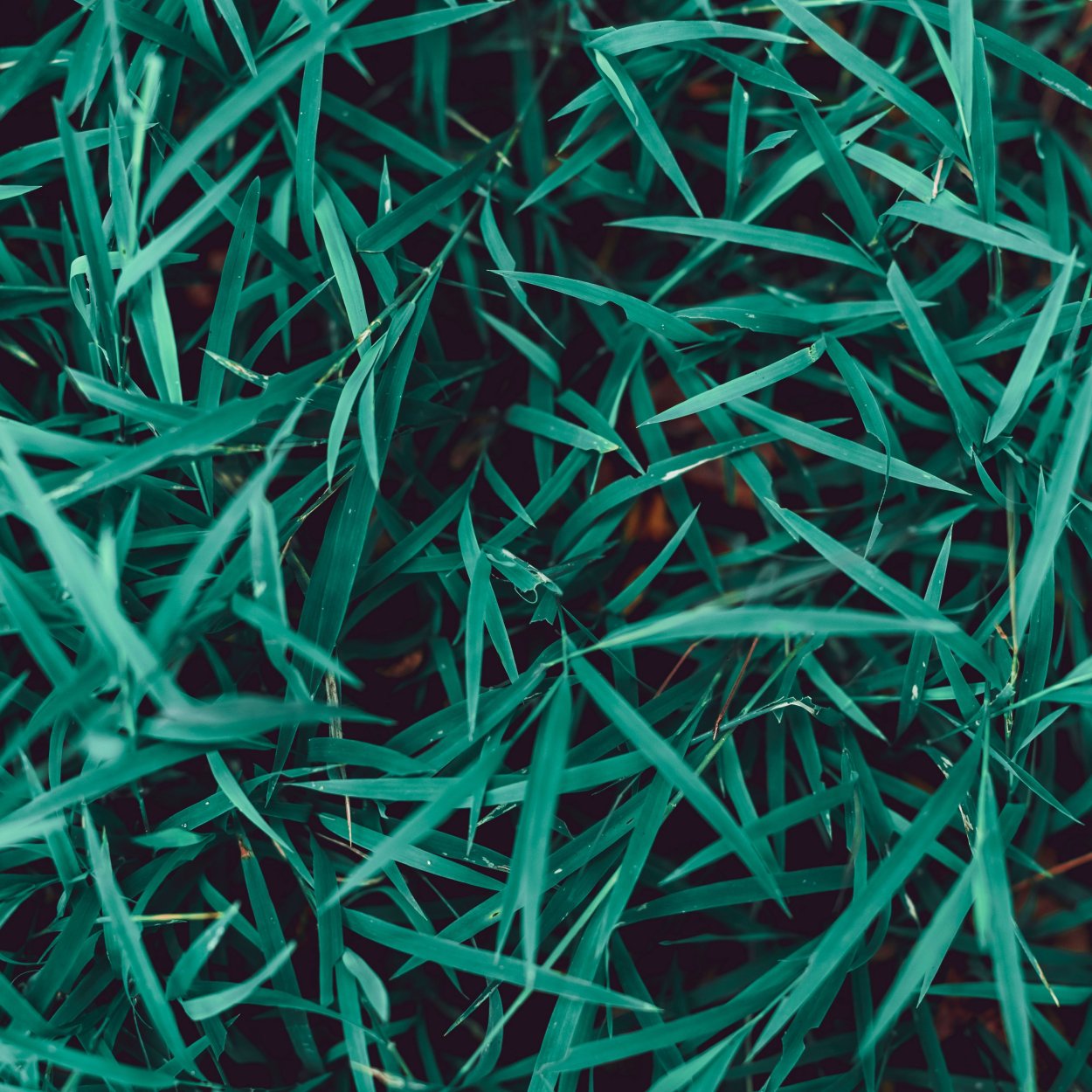 Железная трава растение