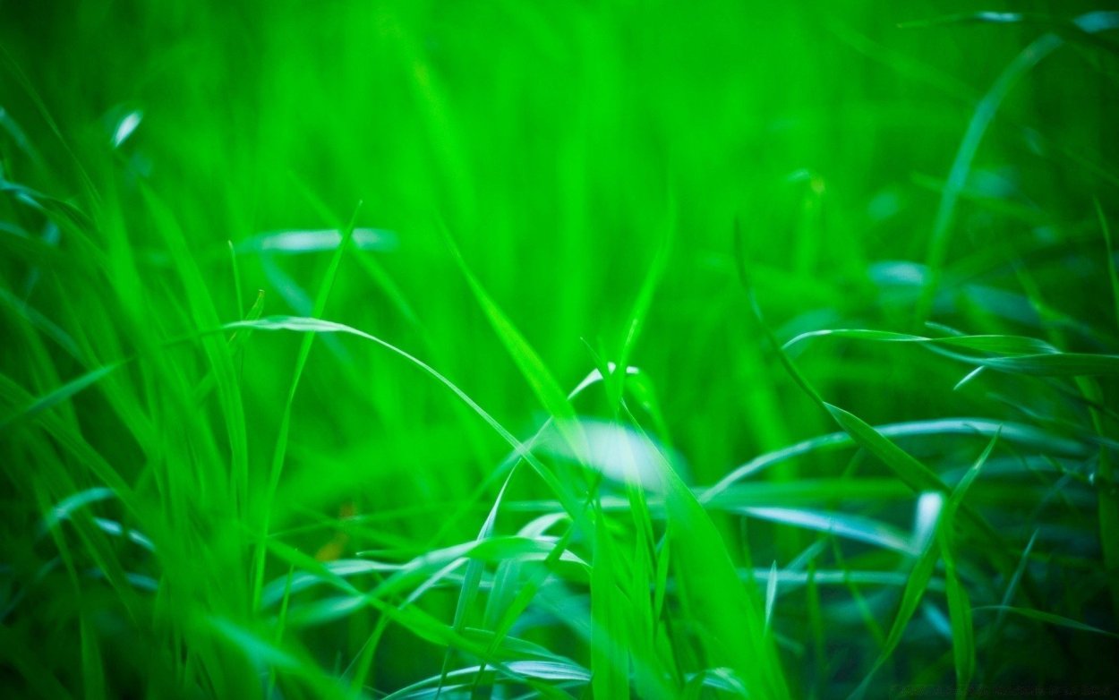 Рулонный газон мятлик Луговой МОСАГРОГРУПП