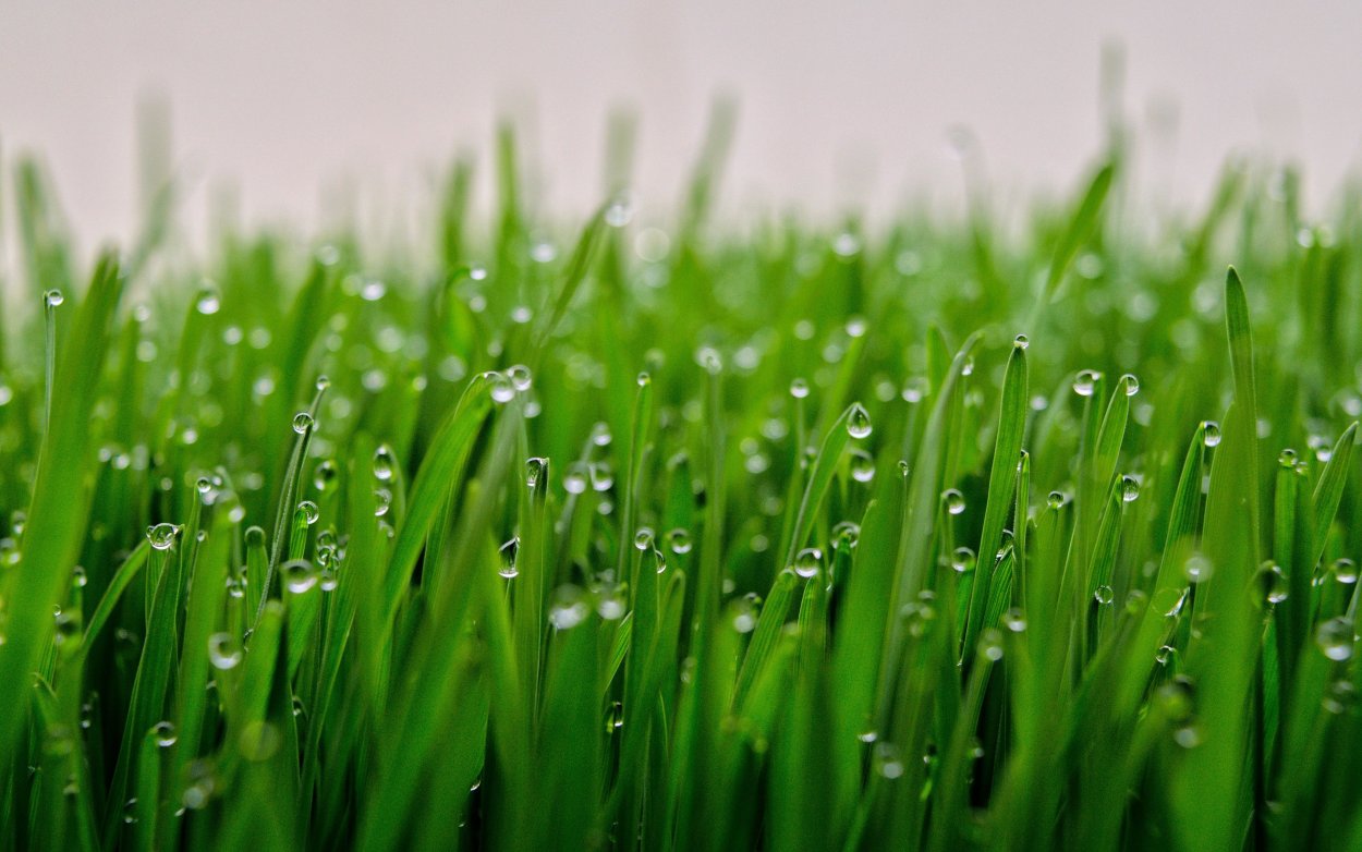 Яркая трава