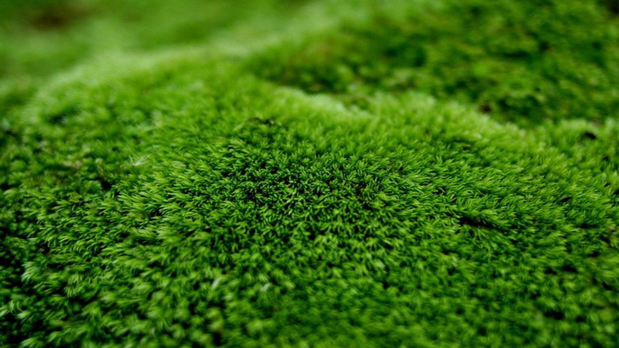 Текстура травы для 3d Max