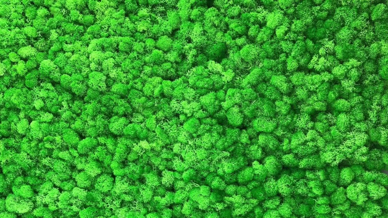 Листья травы