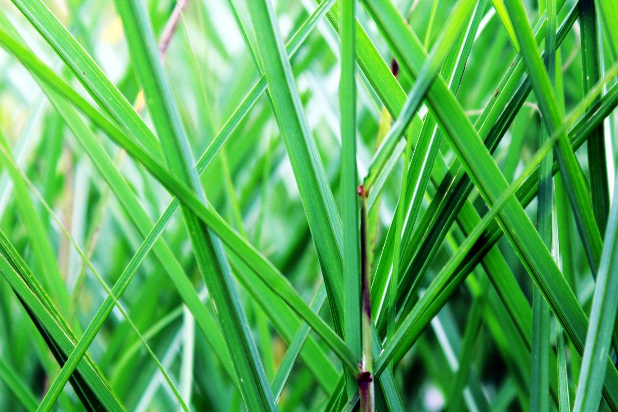 Амазонка фон травы