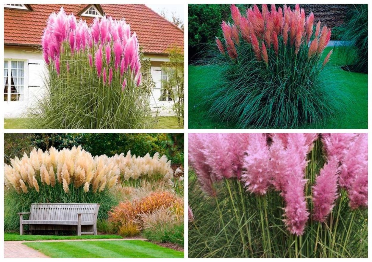 Пампасная трава в ландшафтном