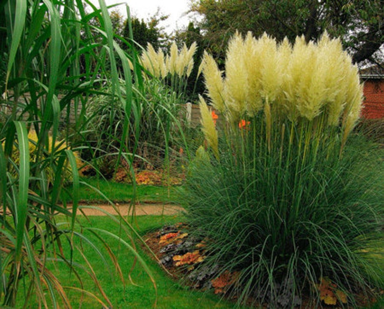 Злак пампасная трава