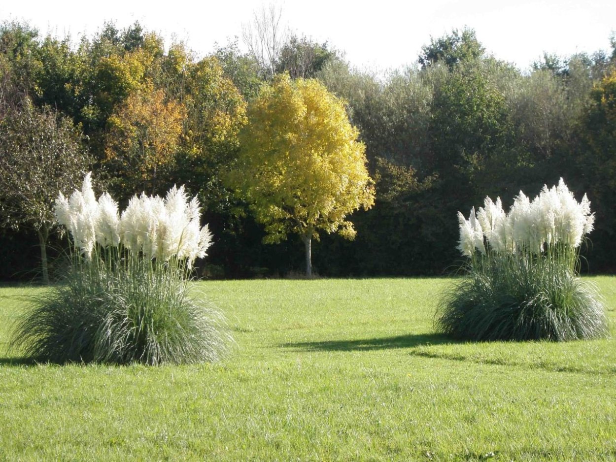 Кортадерия Саннингдейл Сильвер