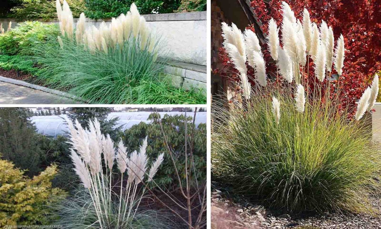 Кортадерия Эвита