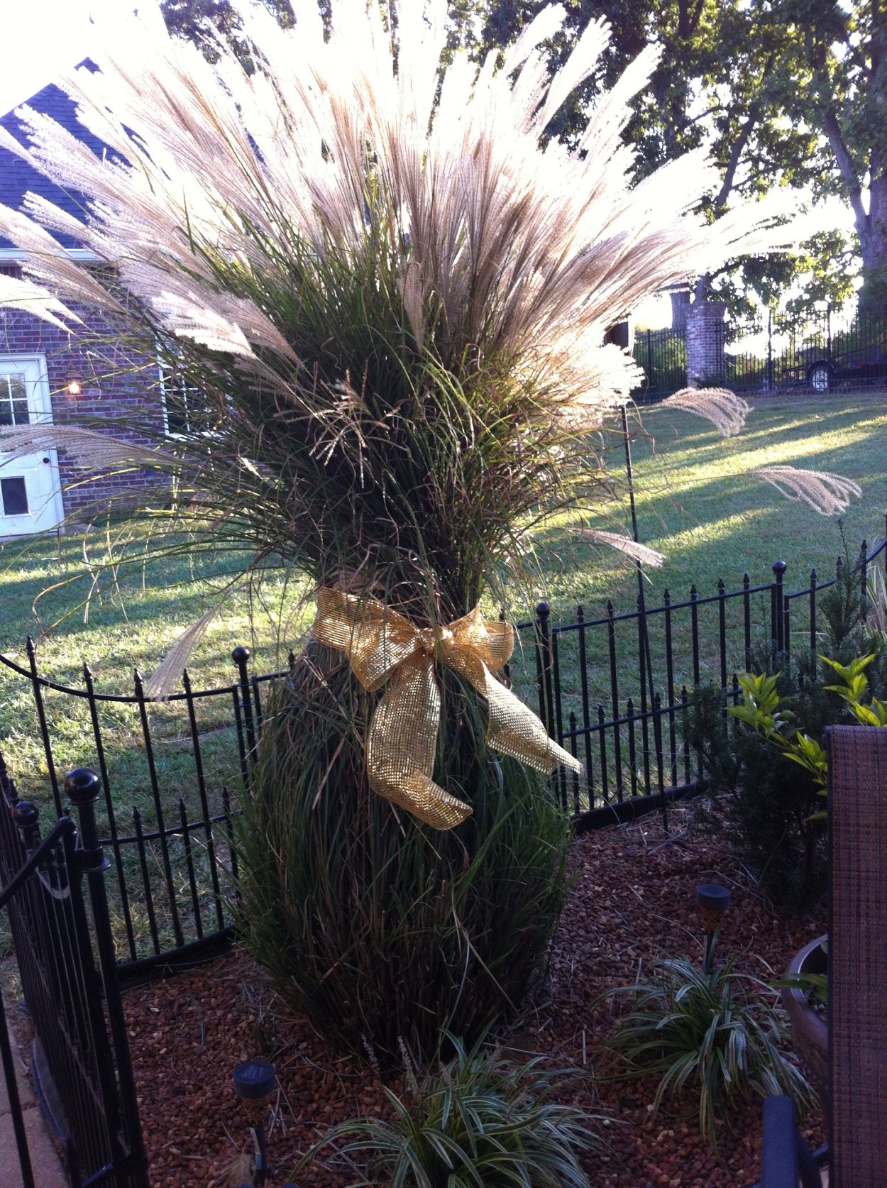 Мюленбергия власовидная