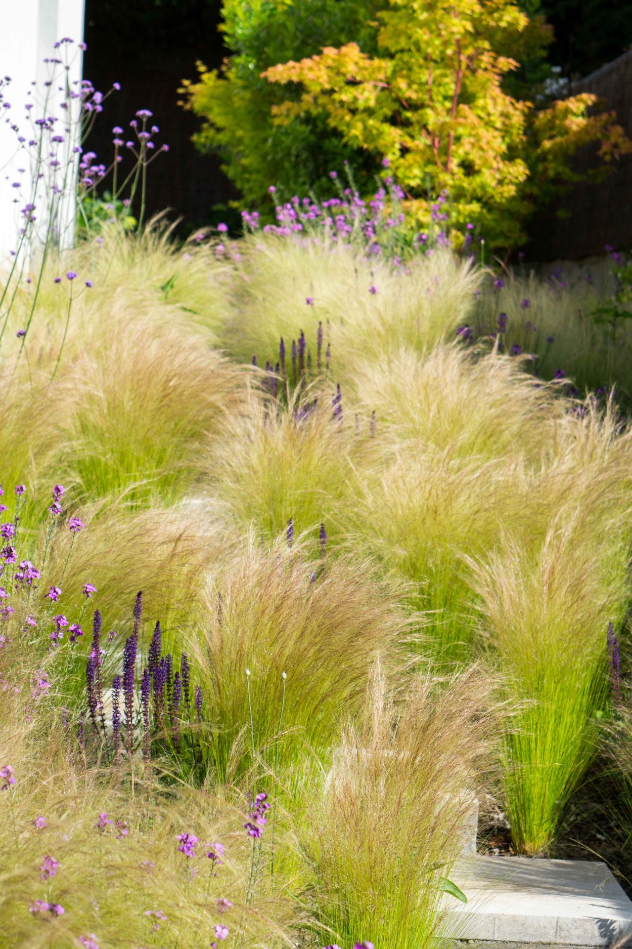 Кортадерия Пумила