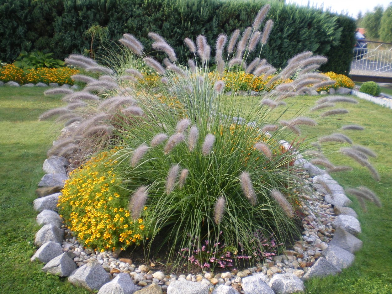 Кортадерия Селло пампасная трава