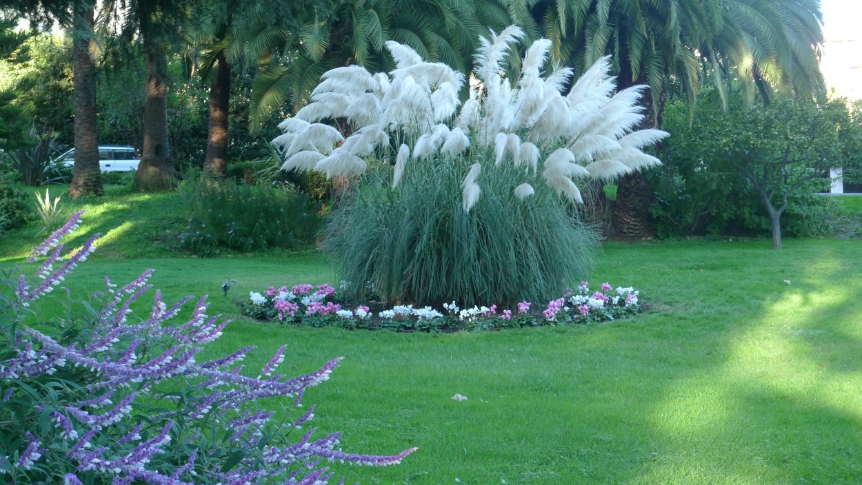 Кортадерия Пумила