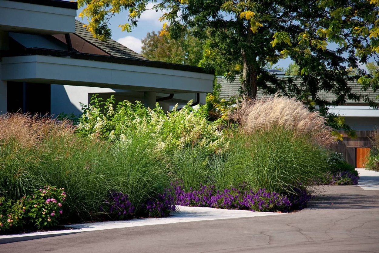 Пампасная трава 7цветов