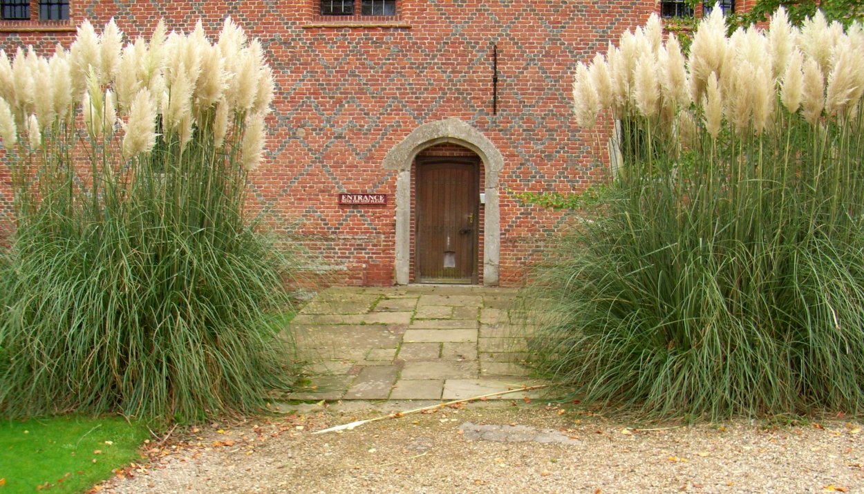 Пампасная трава на балконе